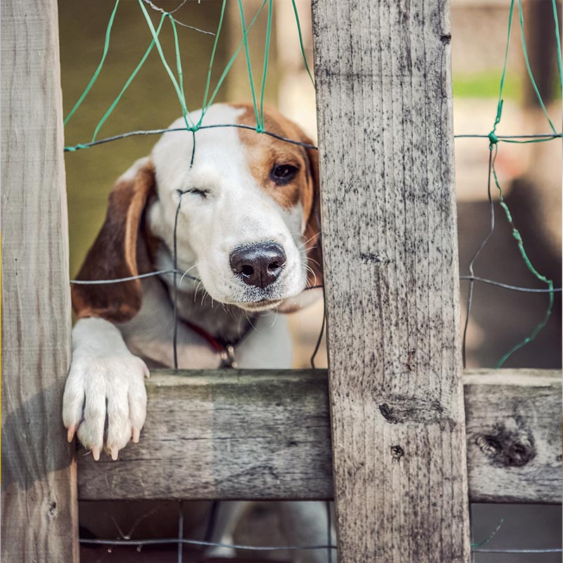 dog in a wired cage